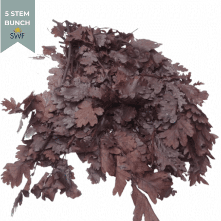 Dried Oak Preserved Brown hole