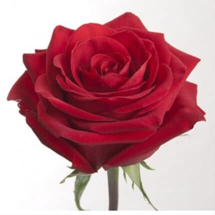 Rose Checkmate esmeralda