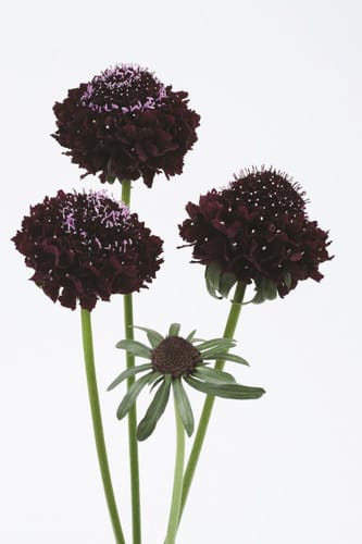 Scabiosa Scoop Purple aviv