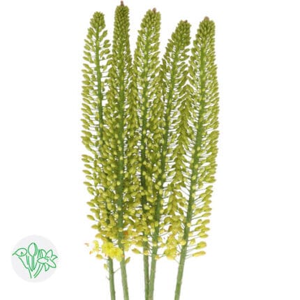 Erermurus Yellow 120cm holl