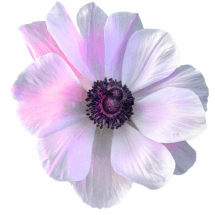 Anemone Rarity rprima