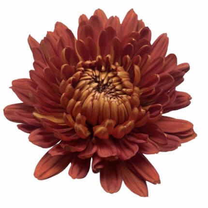 Mum Cremon Tusca Bronze gdns