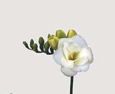 Freesia Starlight holl(white)