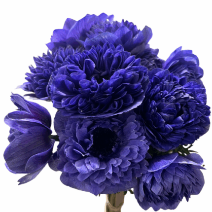 Anemone Fullstar Blue rprima