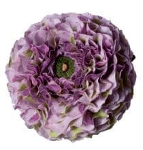 Ranunculus PonPon Magic holl