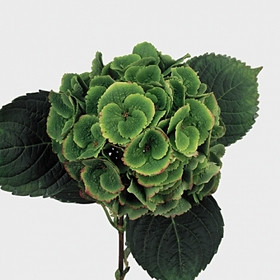 Hydrangea GreenEmerald bella(s