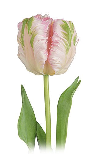 Tulip Dbl Cream Pk Parrot v.d.