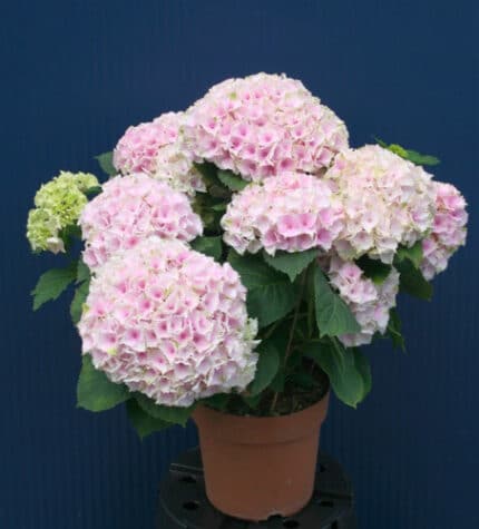 Hydrangea Ocean chile (stem) ltp