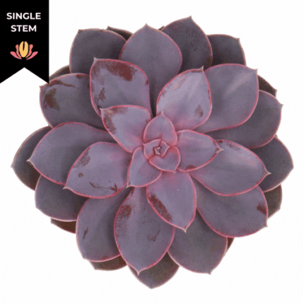 Succulent Metallia Pearl holl(