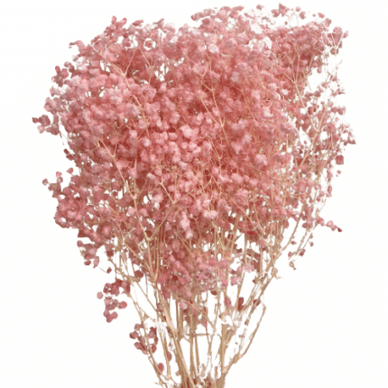Dried Gypsophillia Pink holl