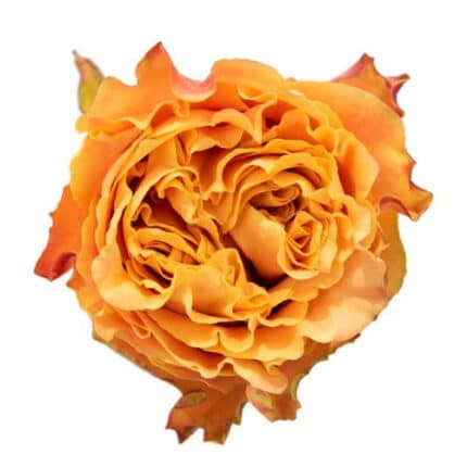 Rose JuicyFresh 40cm holex