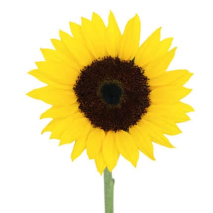 Sunflowers Med much(10st)