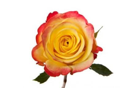 Rose Hot Merengue 50cm tessa