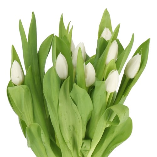 9a6c8391-fd4a-413c-a07a-d9affb81dc33.jpg Tulip Royal Virgin holl xtra - Image 1