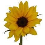 Sunflowers Med mia (10st)