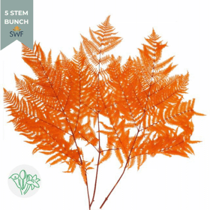 Dried Bracken Fern Apricot hol
