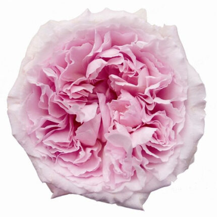 Garden Rose Miranda rprima(12s