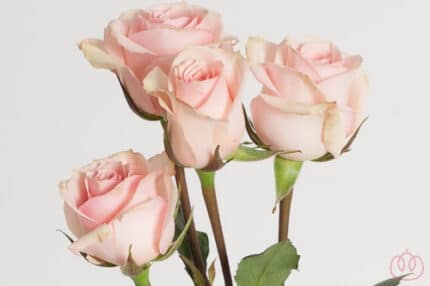 RoseSpray Starblush rfi.