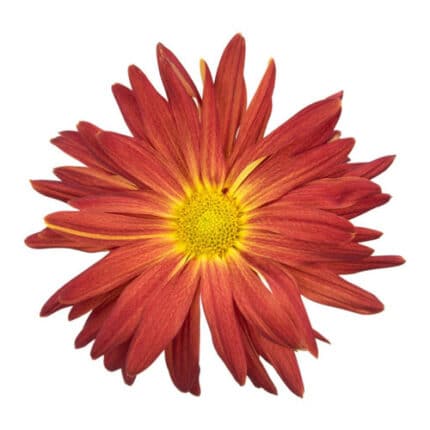 Mum Red Rover  sole