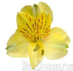Alstro Voyager Yellow sel gdn