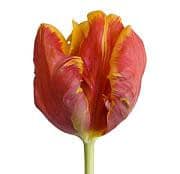 TULIPS v.d. dk org parrot
