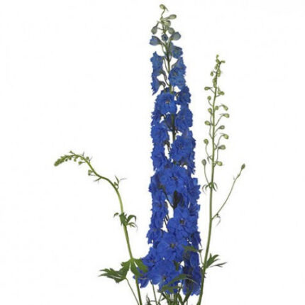 Delph Elatum Blue 90cm holex