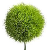 Dianthus Green Trick Colibri