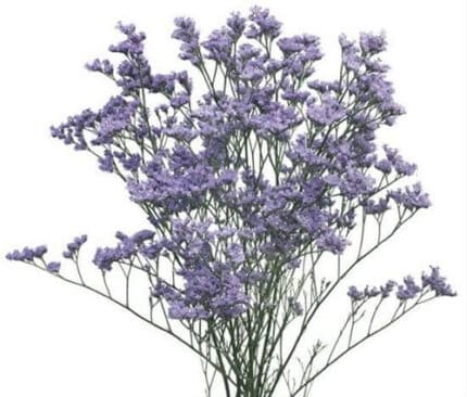 Limonium Misty Blue misty