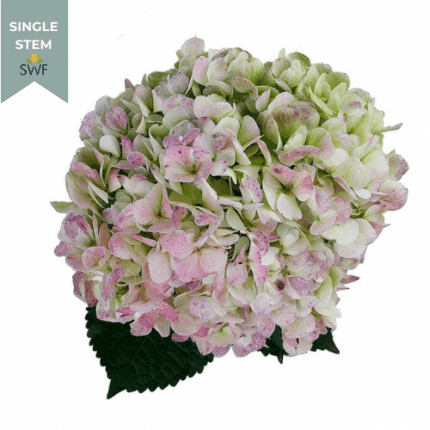 Hydrangea Antique Pink Green f