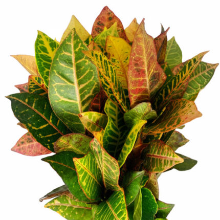 Croton Top evergreen