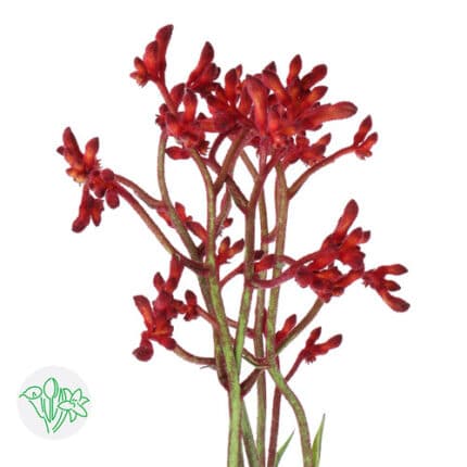Kangaroo Paws  Early Spring hol