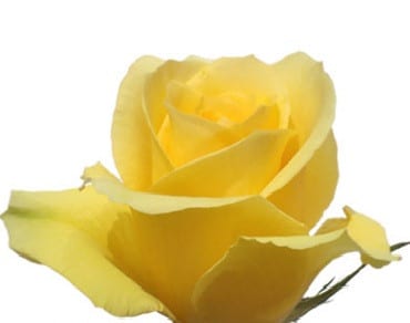 Rose GranDorado 60 rprima