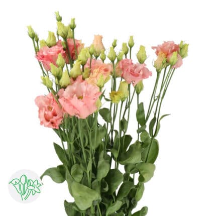 Lisianthus Corel Apricot holl