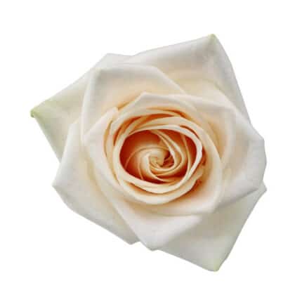 Rose Soul 50cm sunrite