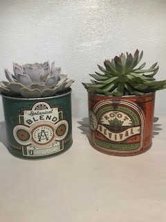 6" POTTED ROASTED COFFEE SUCCU