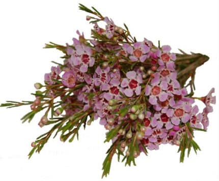 Waxflower Pink bmark