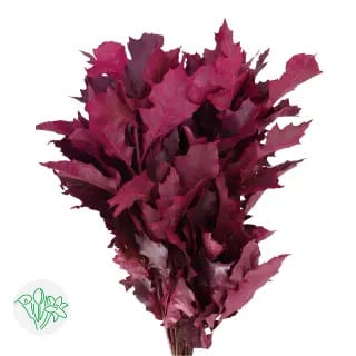 Dried Oak Bordeaux holl