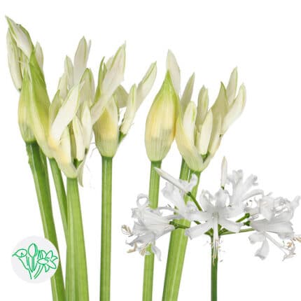 Nerine White 70cm holl