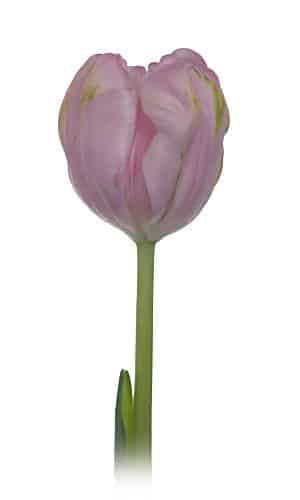 Tulip Parrot FreshAir holl