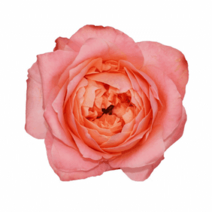Rose Dragonfly 60cm tessa