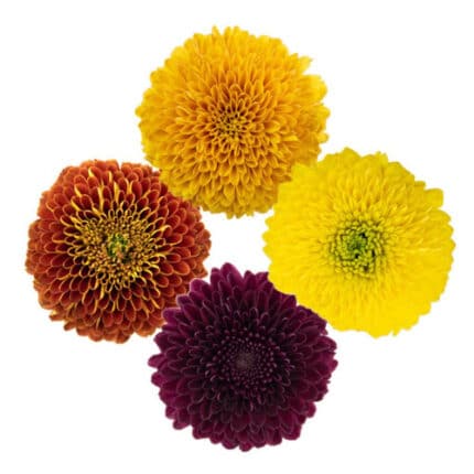 Mum Disbud Asst Fall(10case)gd