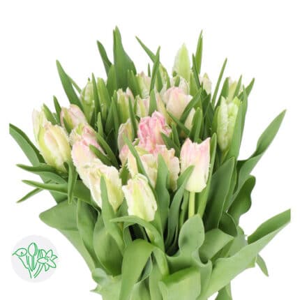 Tulip Parrot White Pk Edge hol