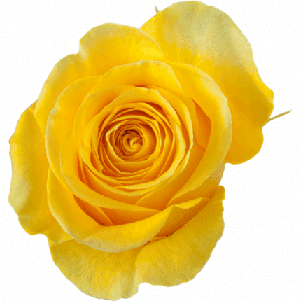 Rose Brighton 70cm Florecal