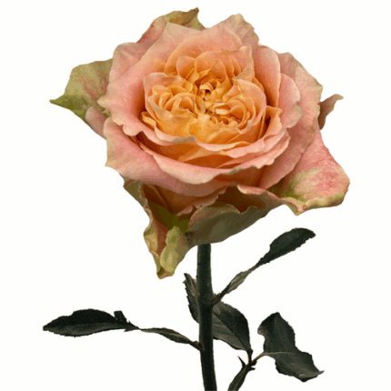 Rose Garden Spray Louise 40cm Florecal