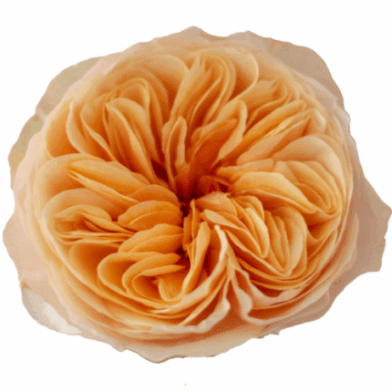 Rose Tip Top 40cm tessa