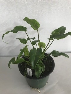 5" POTTED PHILODENDRON SUJITHA