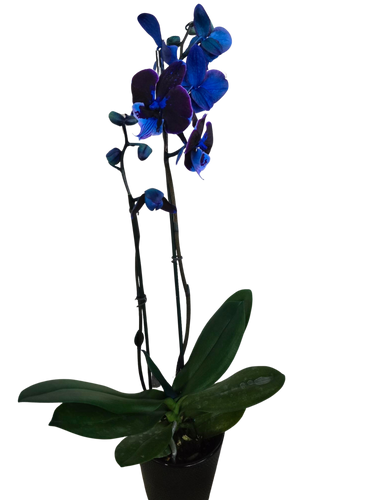5" Dbl Blue Phals in Ceramic