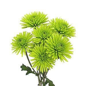 Pom Athos fresca