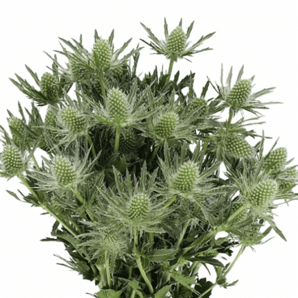 Eryngium Questar Sirius holl - ERY QUE