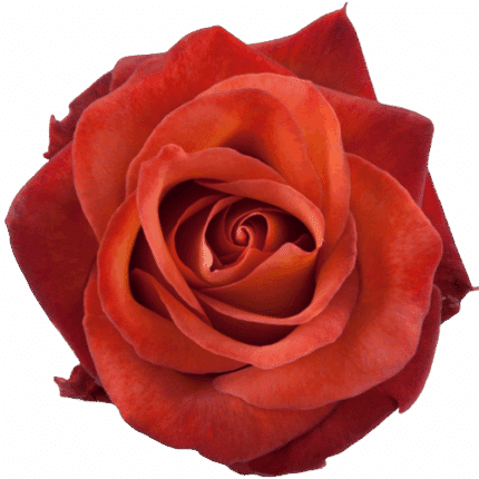 Rose Coffee 50cm choice